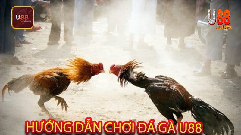 Đá gà U88 ăn tiền sự kết hợp giữa kỹ năng và may mắn 5 Hướng dẫn chơi đá gà U88