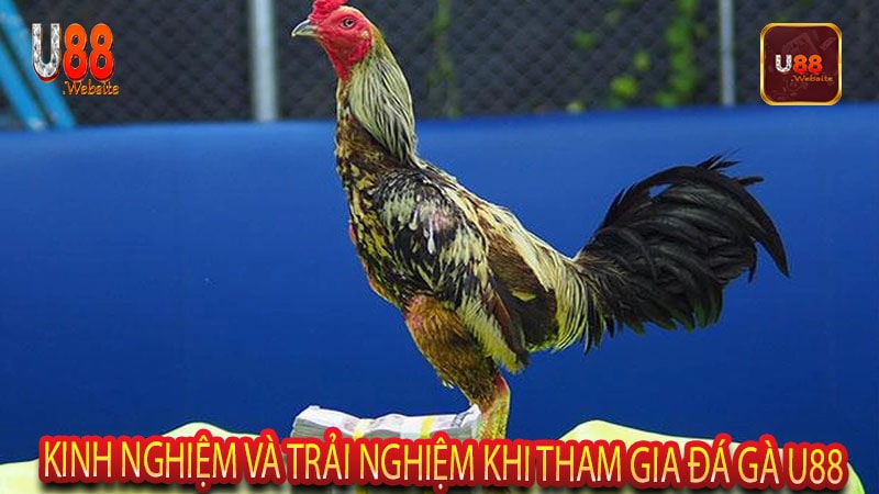 Đá gà U88 ăn tiền sự kết hợp giữa kỹ năng và may mắn 7 Kinh nghiệm và trải nghiệm khi tham gia đá gà U88