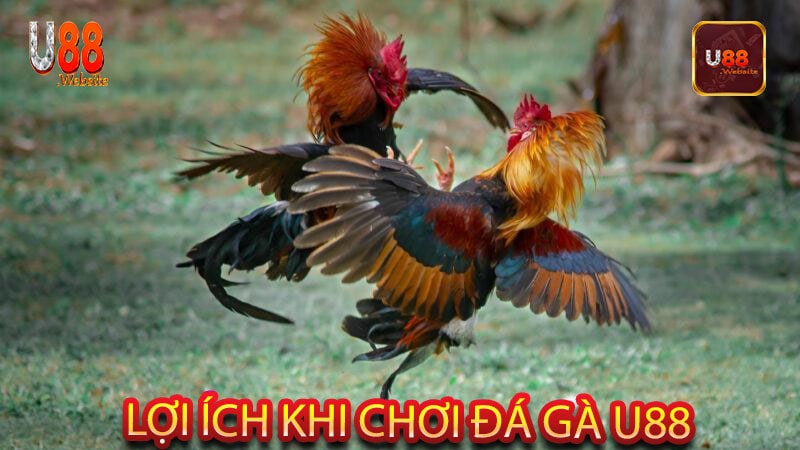 Đá gà U88 ăn tiền sự kết hợp giữa kỹ năng và may mắn 8 Lợi ích khi chơi đá gà U88